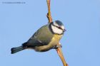 blueTit_130112d.jpg