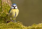 blueTit_130310g.jpg