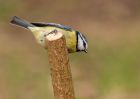 blueTit_130310h.jpg