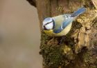 blueTit_200210d.jpg