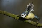 blueTit_220214c.jpg