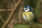 blueTit_220214f.jpg