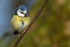 blueTit_220214k.jpg