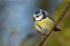 blueTit_220214m.jpg