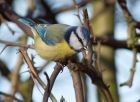 blueTit_230109d.jpg