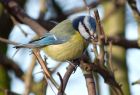 blueTit_230109e.jpg