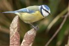 blueTit_230313b.jpg