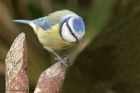 blueTit_230313c.jpg