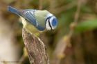 blueTit_230313e.jpg