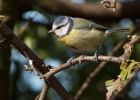 blueTit_230909a.jpg