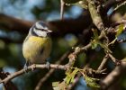 blueTit_230909b.jpg