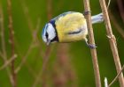 blueTit_240210a.jpg