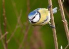 blueTit_240210b.jpg