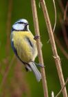 blueTit_240210c.jpg