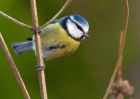 blueTit_240210d.jpg