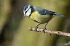 blueTit_240214a.jpg