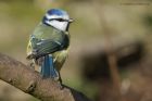 blueTit_240214b.jpg