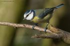 blueTit_240214k.jpg