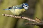 blueTit_240214l.jpg