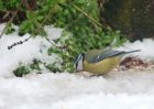 blueTit_241209b.jpg