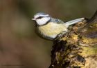 blueTit_260211a.jpg