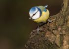 blueTit_270210b.jpg