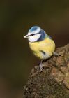 blueTit_270210c.jpg