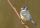 blueTit_270210d.jpg