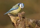 blueTit_270210e.jpg