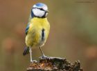 blueTit_LM_290120a.jpg