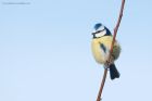 blueTit_PF_010219a.jpg