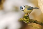 blueTit_PF_010219b.jpg