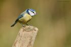 Filename=blueTit_brock_240323a.jpg
Filesize=607KB
Dimensions=1300x867
Date added=Aug 23, 2024 blueTit_brock_240323a.jpg