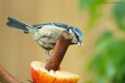 blueTit_gdn_030620e.jpg