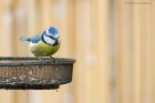 blueTit_gdn_210521a.jpg