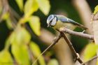 blueTit_gdn_210521b.jpg