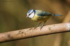 blueTits_PF_171019a.jpg