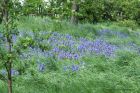 Filename=bluebells_030511a.jpg
Filesize=270KB
Dimensions=1000x667
Date added=May 06, 2011 bluebells_030511a.jpg