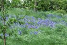 bluebells_030511a.jpg