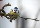 bluetit_010109a.jpg