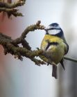 Filename=bluetit_010109b.jpg
Filesize=151KB
Dimensions=637x800
Date added=Jan 03, 2009 bluetit_010109b.jpg