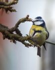 bluetit_010109b.jpg