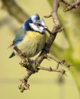 bluetit_070208a.jpg