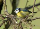 bluetit_070208b.jpg