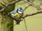 bluetit_070208c.jpg