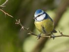 bluetit_070208ee.jpg