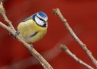 bluetit_070210a.jpg