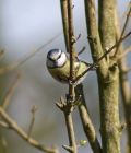 bluetit_1403b.jpg