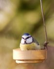 bluetit_161108b.jpg