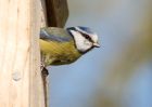 bluetit_180409b.jpg